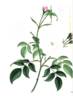 Rosa bengalensis alba rose photo