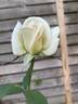 Matterhorn ® rose photo