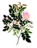 Double Blush Ayrshire rose photo