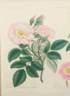 <i>Rosa canina emarginata</i> Andr. rose photo