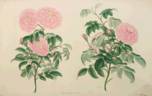 The Early Italian rose photo