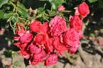 Bastei rose photo