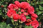 Bastei rose photo