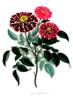 Rose Tricolore rose photo
