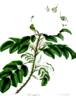 White Monthly Damask rose photo
