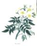 <i>Rosa napaulensis</i> Andr. rose photo