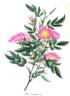 R. cinnamomea rose photo
