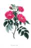 Lee's Duchess rose photo