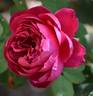 Raspberry Rapper rose photo