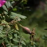 Domaine de Chapuis rose photo