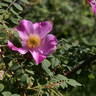 Domaine de Chapuis rose photo