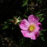 Domaine de Chapuis rose photo
