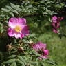 Domaine de Chapuis rose photo