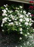 Snowbird rose photo