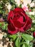 Fuego Negro rose photo