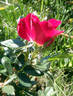 Papa Hémeray rose photo