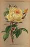 Madame Azélie Imbert rose photo