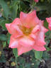 Beautiful Britain rose photo