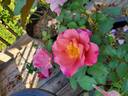 Distant Thunder rose photo