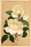 Elaine Greffulhe rose photo