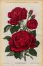 Baron de Bonstetten rose photo