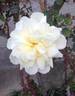 Jacques Porcher rose photo