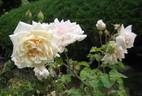 Jacques Porcher rose photo
