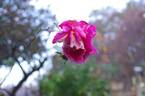 Contrast rose photo