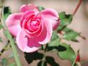 Buda 18S06 rose photo