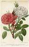 Quatre Saisons Mousseuse rose photo