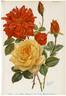Elvira Aramayo rose photo