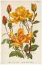 Gooiland Beauty rose photo