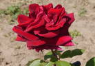 Vaterland rose photo