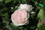 Addictive Lure rose photo