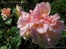 Souvenir du rosiériste Rambaux rose photo