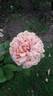 Belle d’Anjou ® rose photo