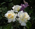 Champagne Wishes rose photo