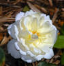 Champagne Wishes rose photo