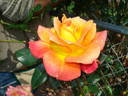Halloween rose photo