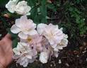 Gold Blush rose photo