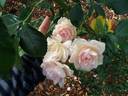 Gold Blush rose photo
