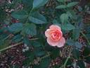 Gold Blush rose photo