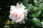 Daisy's Delight rose photo