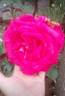 Grimpant Lolita Lempicka ® rose photo