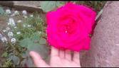 Grimpant Lolita Lempicka ® rose photo
