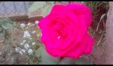 Grimpant Lolita Lempicka ® rose photo