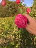 Reynolds Hole rose photo