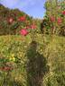 Reynolds Hole rose photo