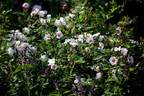 September Stars rose photo