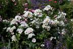 September Stars rose photo